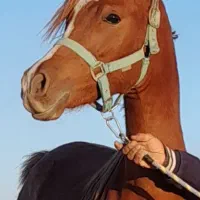 اسب عرب مصری نریان