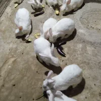 خرگوش|حیوانات مزرعه|تخت, |دیوار