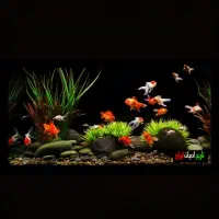 آکواریوم رفیعیان|ماهی|بروجن, |دیوار