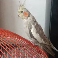 عروس هلندی ماده