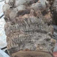 تنه درخت خرما