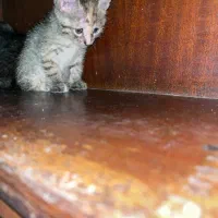 گربه|گربه|ساری, |دیوار