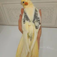 عروس هلندی دوکت خالص زعفرونی کلکسیونی کمیاب