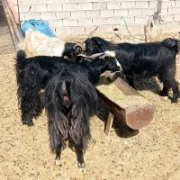 بز آبستن داشتی
