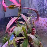 تراریوم گیاه حشره خوار ، گوشتخوار ، نپنتس کوزه‌ای