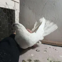 کفتر پرشی غریب گیری|پرنده|گلستان (تهران), |دیوار