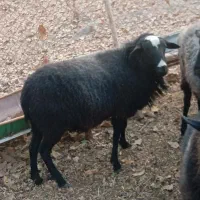 شال رومانف چندقلوزا|حیوانات مزرعه|دماوند, گیلاوند|دیوار