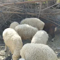 بره نر|حیوانات مزرعه|جیرفت, |دیوار