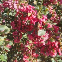 زمین کشاورزی با اب