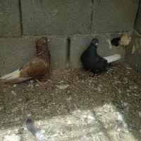 کبوتر