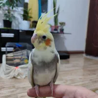 عروس هلندی نر|پرنده|شاهدشهر, |دیوار