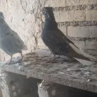 پرنده کبوتر دمسفید سینیی|پرنده|شوشتر, |دیوار