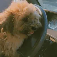 توله سگ بانمک