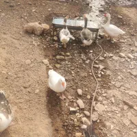 غازمحلی|حیوانات مزرعه|مسجد سلیمان, |دیوار