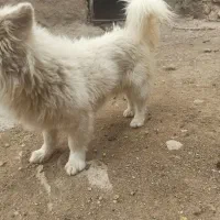 پاکوتاه|سگ|بجنورد, |دیوار