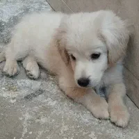 توله شیتسو فلت،پامر روباهی 2ماهه