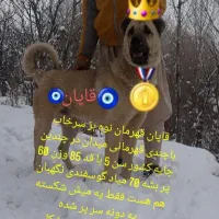 واگذاری سگ سرابی نر نوه بز سرخاب.. پژدرهم دارم