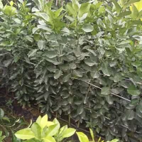 انواع نهال مرکبات و زیتون|خدمات باغبانی و درختکاری|سرپل ذهاب, |دیوار