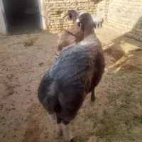 بره|حیوانات مزرعه|جرقویه, |دیوار
