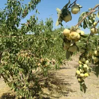 500متر باغ انگور جنب جاده اصلی|فروش دفتر صنعتی، کشاورزی، تجاری|شهرکرد, |دیوار