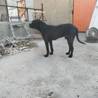 نر پیتبول
