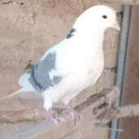 نر پشت سبز گمشده