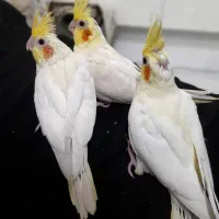 جوجه عروس هلندی