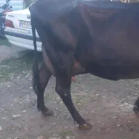 گاو جرسی جوان شیری ۲۰ کیلو شیر بدون گوساله|حیوانات مزرعه|صومعه‌سرا, |دیوار