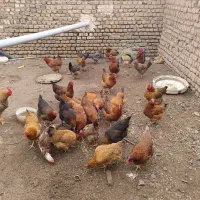 فروش مرغ تخمگذار و خروس و جوجه محلی