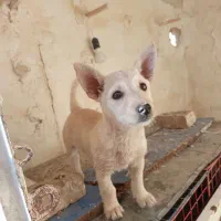 پاپی نر