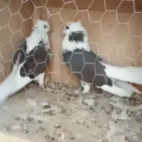 کفتر جفت پشتدار کاکلی سیاه