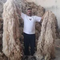 پشم فروشی حمیدی