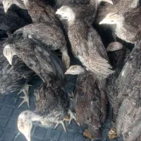 بوقلمون محلی