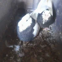 فروشی دوتاش ۲۵۰۰تومن