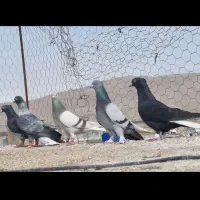 نر هوایی.|پرنده|مرودشت, کناره|دیوار