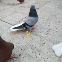 کبوتر دم سفید