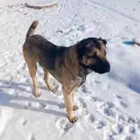 واگزاری سگ سرابی