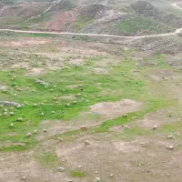 نیازمند چوپان