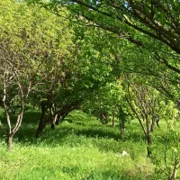 باغ فروشی|فروش دفتر صنعتی، کشاورزی، تجاری|بیستون, |دیوار