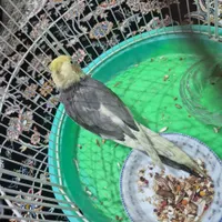 عروس هلندی|پرنده|اسلام‌شهر, |دیوار