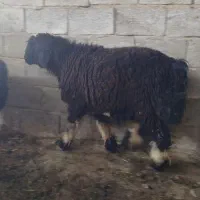 بره قوچ بذری|حیوانات مزرعه|مرودشت, ثبت احوال|دیوار