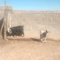 بز و بزغاله ماده|حیوانات مزرعه|فیروزآباد (لرستان), |دیوار
