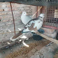 کبوتر خانگی