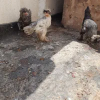 مرغ وخروس سلطان