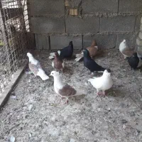 کبوتر رنگی