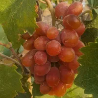 انگور دیم /کلاهداری / درجه یک  شیرین /شیره/کشمش|خوردنی و آشامیدنی|بجنورد, |دیوار