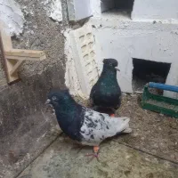 کفتر رنگه جفتگاه