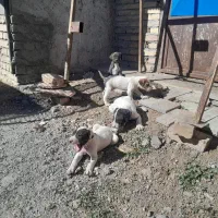 توله سگ بولی