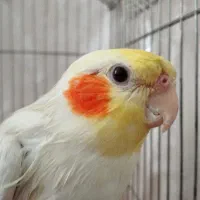 عروس هلندی گمشده چهارراه وکیل آقا