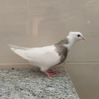 کفتر طوقی|پرنده|یزد, |دیوار